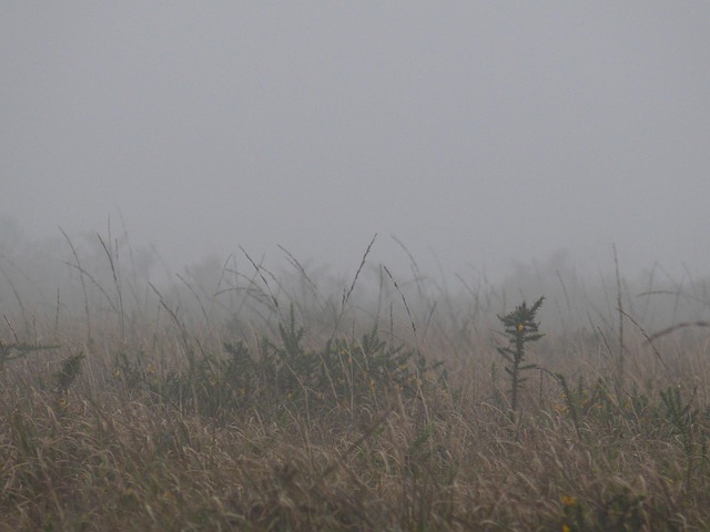 Free Moor Brittany photo and picture