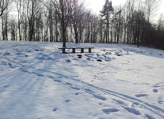 Free Winter Snow photo and picture