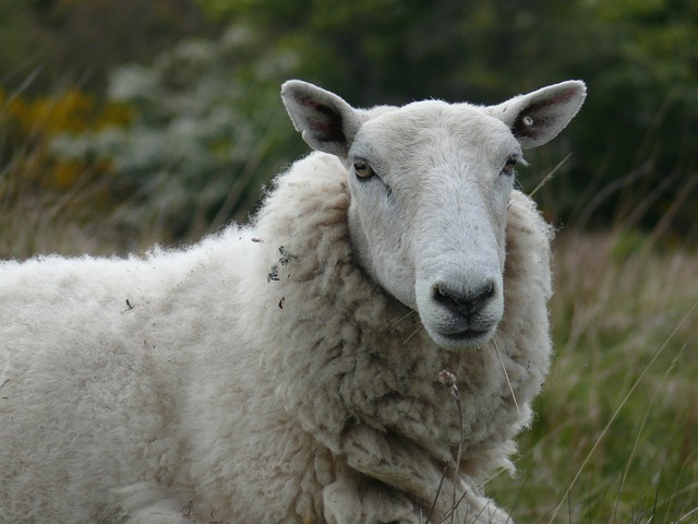 Free Sheep Summer photo and picture