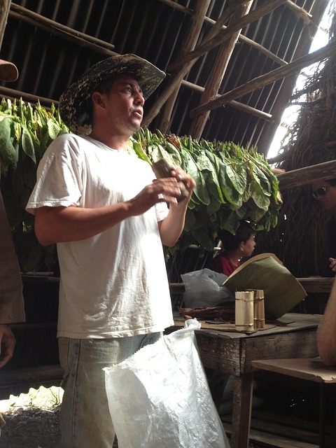 Free Cigar Tobacco photo and picture