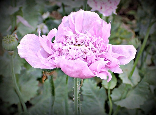Free Flower Poppy photo and picture