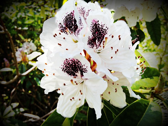 Free Rhododendron Blossom photo and picture
