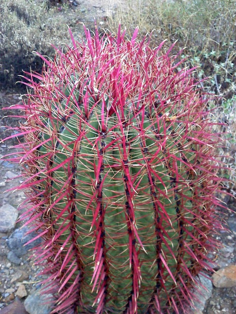 Free Cactus Arizona photo and picture