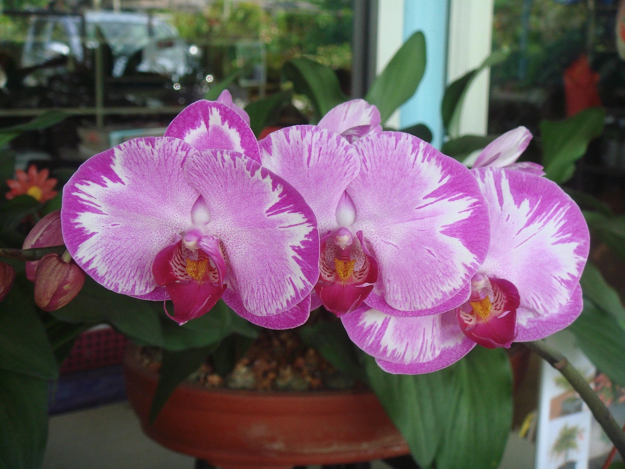 orchid-248362_1280.jpg