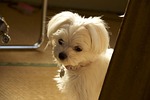 malties, dog, pet