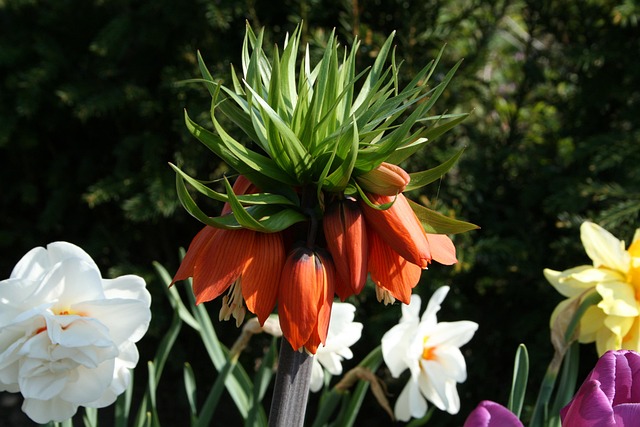 Free Frittilaria Imperialis Imperial Crown photo and picture