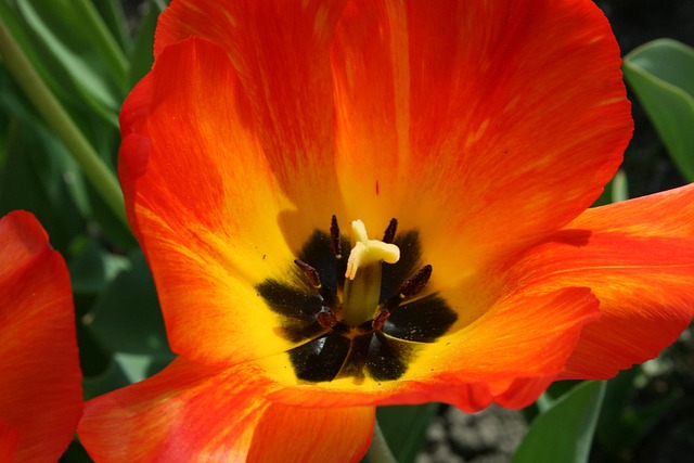 Free Tulip Orange Bulbous Plant photo and picture