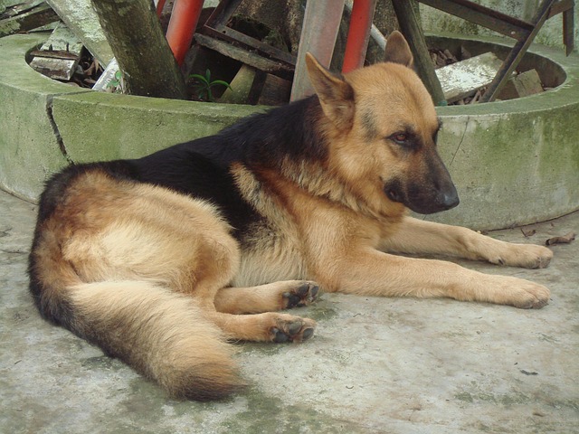 Free Dog Shepherd photo and picture