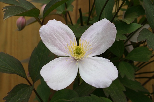 Free Clematis Creeper photo and picture