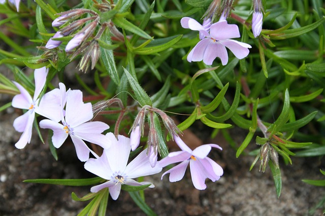 Free Phlox Creeper photo and picture