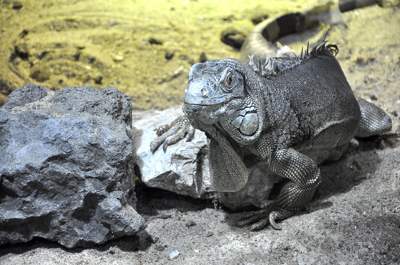 Lizard - free online jigsaw puzzle photo