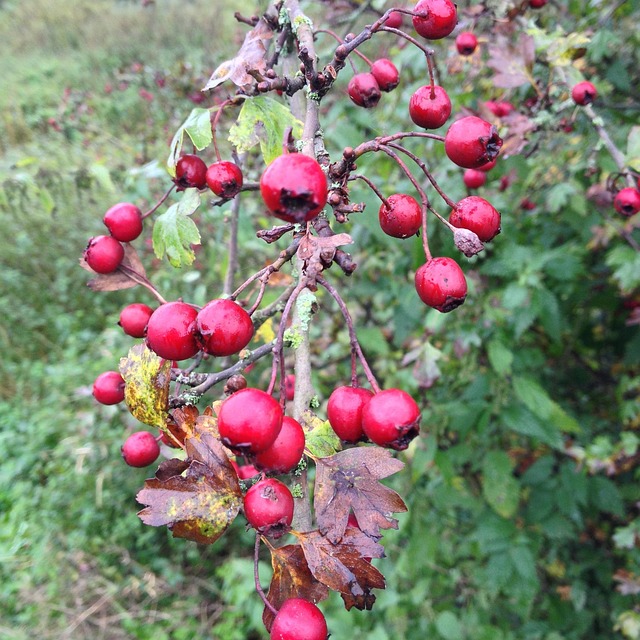 Free Berries Fruits photo and picture