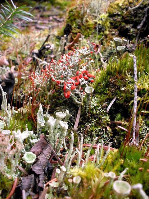 Free Lichen Moss photo and picture