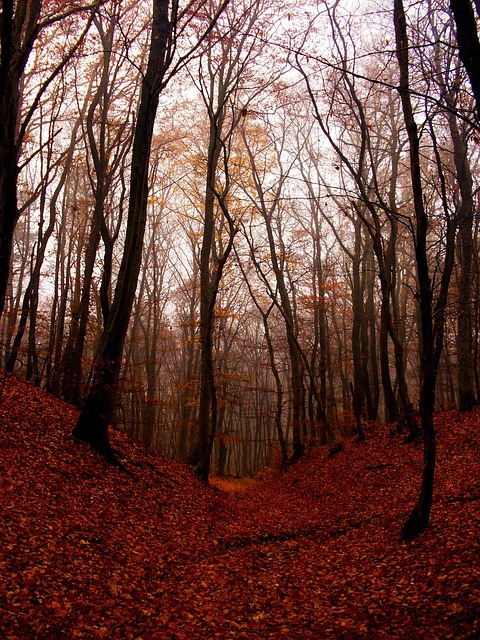 Free Beech Forest photo and picture