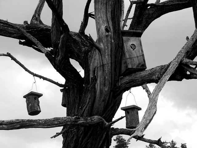 Free Wood Dry Wood photo and picture