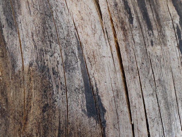 Free Wood Texture photo and picture
