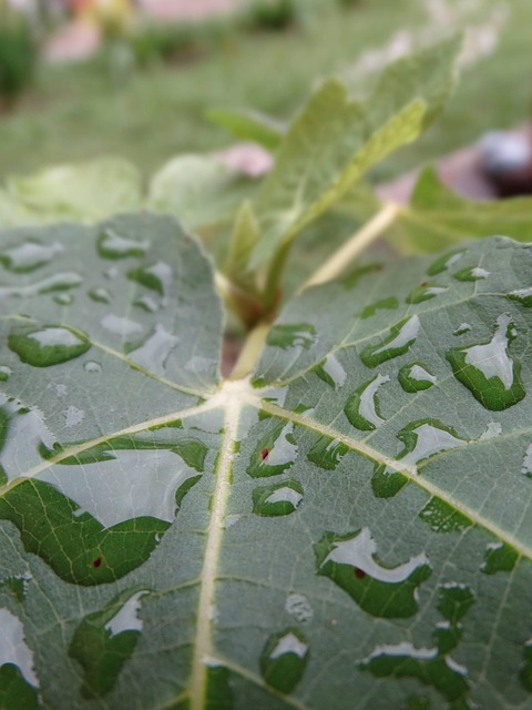 Free Leaf Water photo and picture