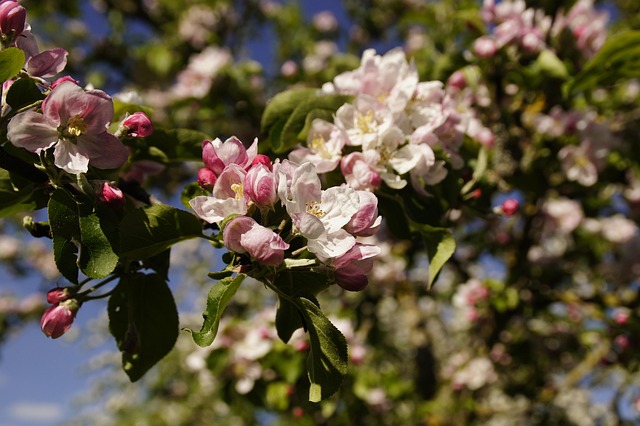 Apfelblüte, Blüte, Apfelbaum, Mai, Mai