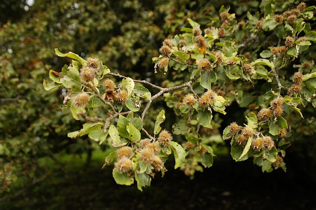 Bucheckern, Rotbuche, Buche, Ast