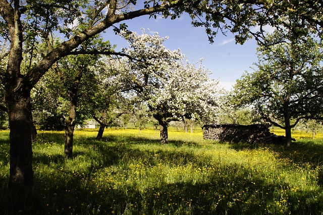 Obstbaumgarten, Blühen, Apfelbäume