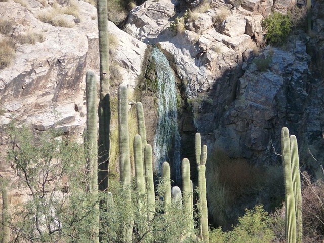 Free Cactus Tucson photo and picture