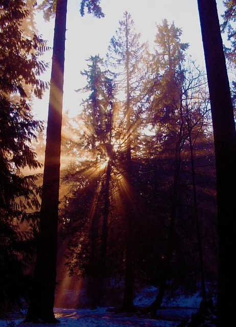 Free Forest Light photo and picture