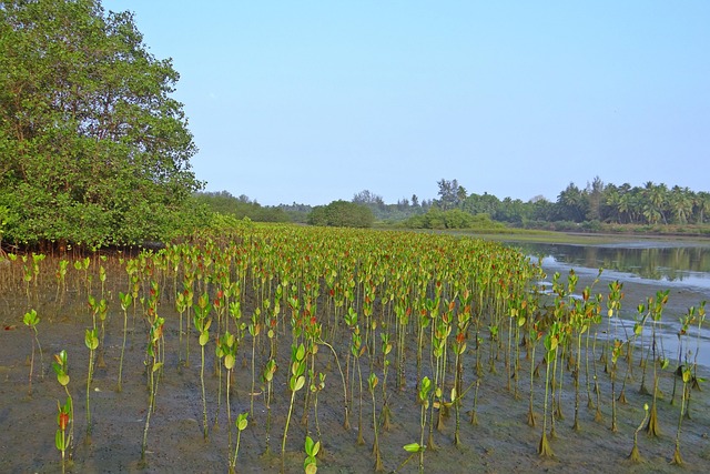 mangrove, seedlings, plantation, creek, tidal forest, karwar, india, mangrove, mangrove, mangrove, mangrove, mangrove