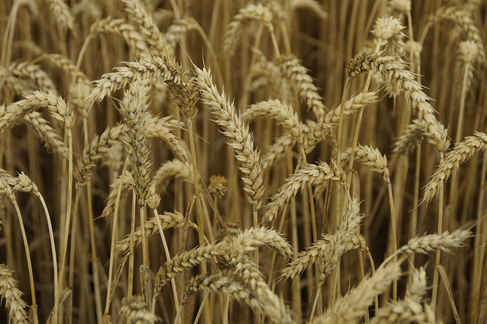 Wheat Spike Cornfield · Free photo on Pixabay