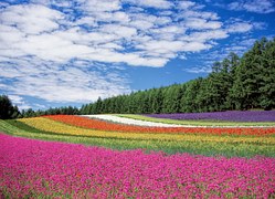 Flower Field, Flowers, Colors, Many