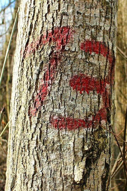 Free Thirteen Number photo and picture