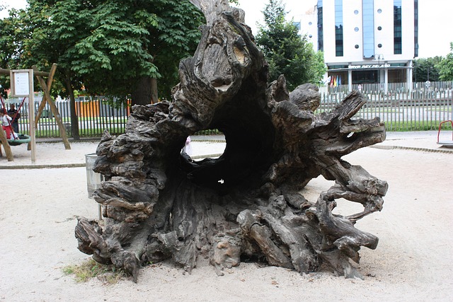 Free Tree Trunk photo and picture