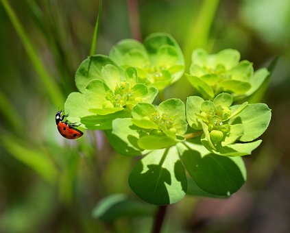 Free Ladybug Insect photo and picture