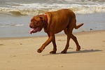 dog, dogs, animal