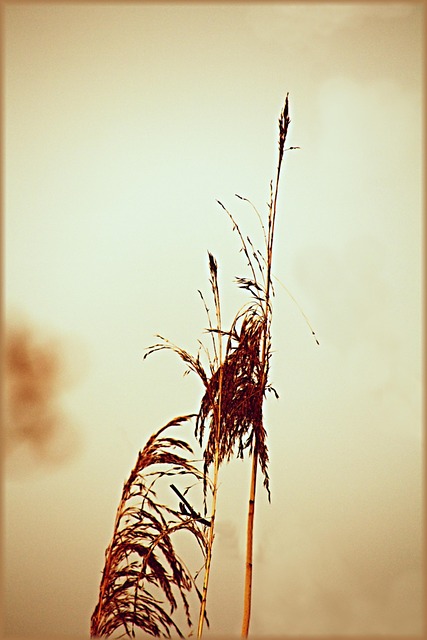 Free Grass Lake photo and picture
