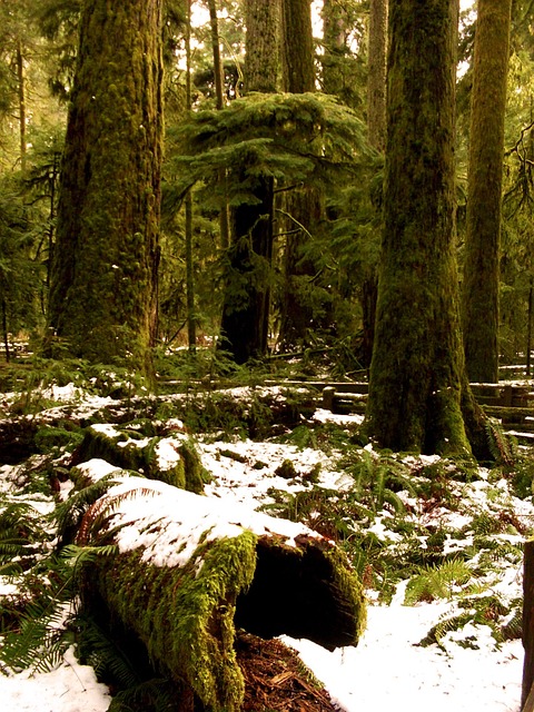 Free Forest Snow photo and picture