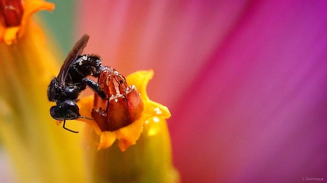 Free Banana Tree Nature photo and picture