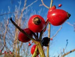 rosa cantina, plant, bulb