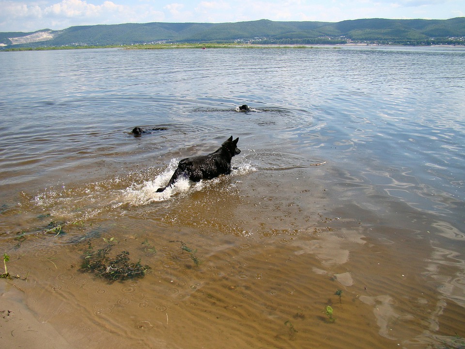 Dogs Swim River Free photo on Pixabay Pixabay