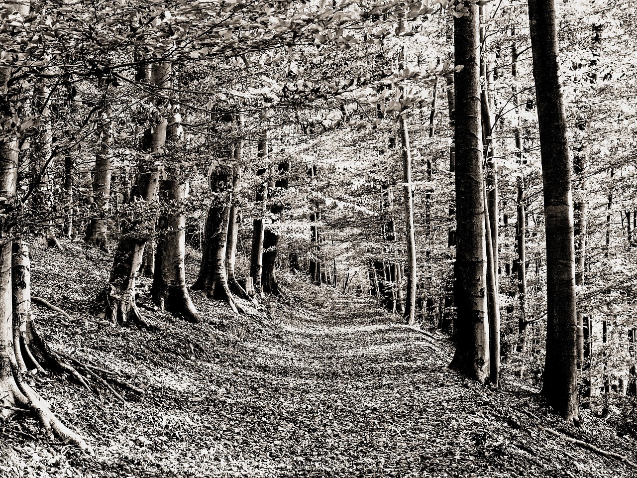 Download free HD stock image of Forest Path Free Forest Path photo and picture