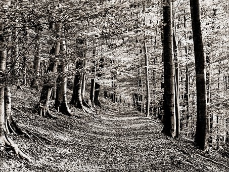 Free Forest Nature photo and picture
