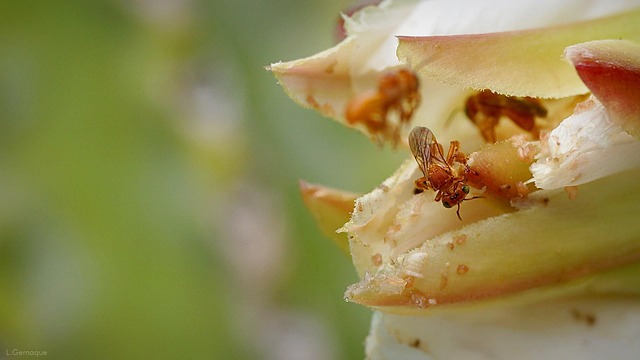 Free Mandacaru Flower Garden photo and picture