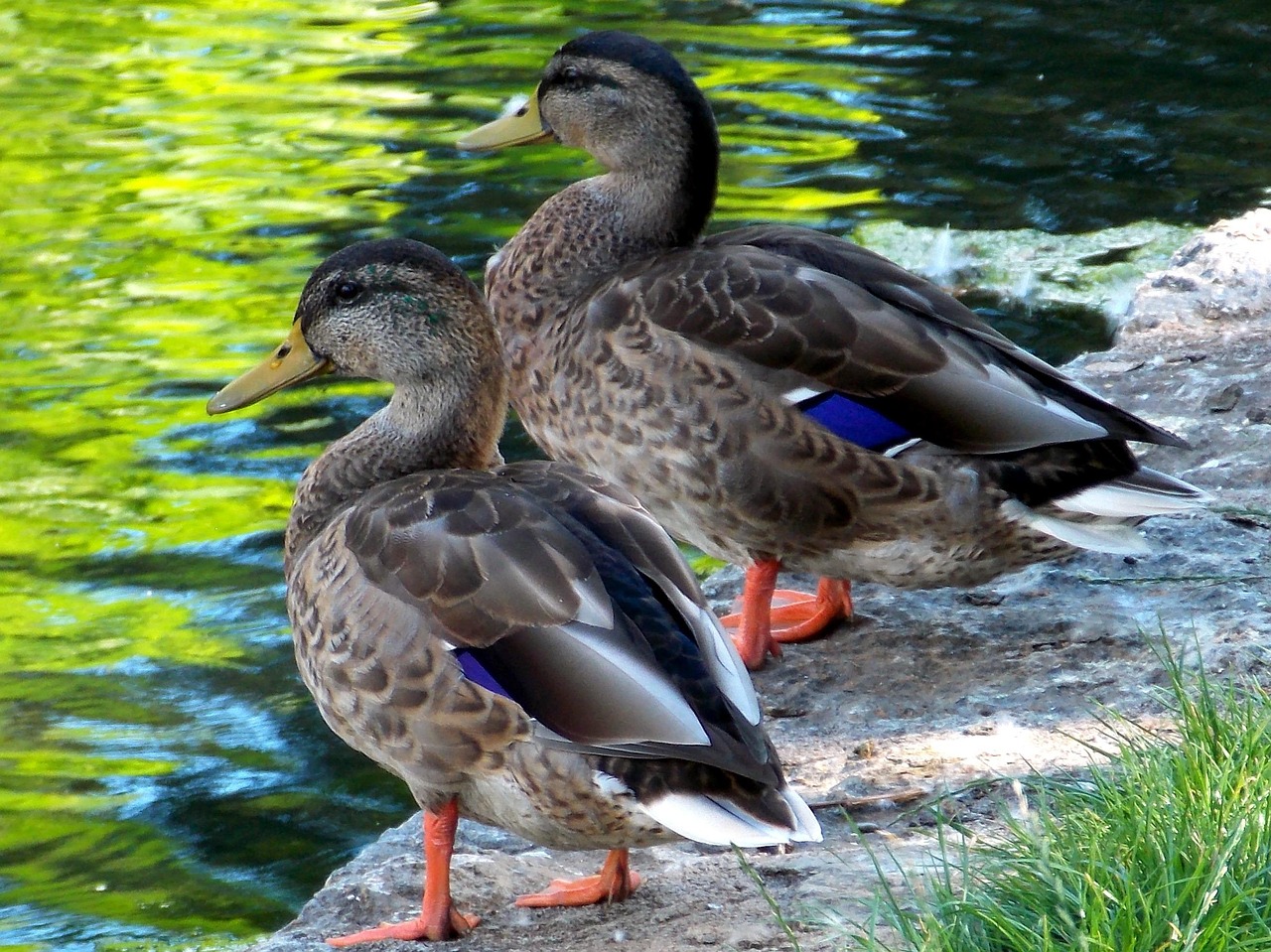 Ducks Duck Couple Birds - Free photo on Pixabay - Pixabay