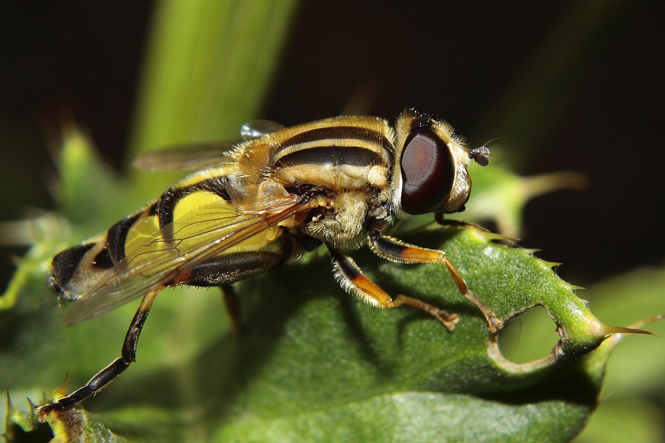 Vol Stationnaire Insecte Insectes - Photo gratuite sur Pixabay