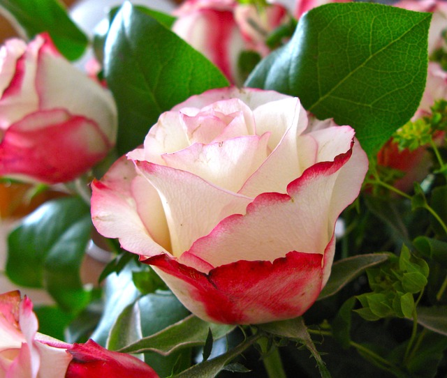 Free Rose Flower photo and picture