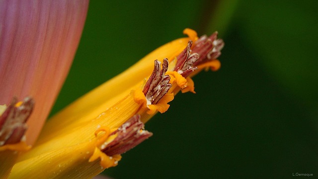 Free Banana Tree Flower photo and picture