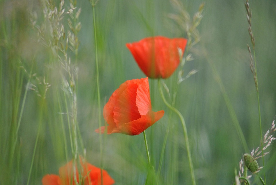 free photo poppy klatchmohn flower flora free image free photo poppy klatchmohn flower flora free image