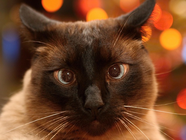 Free Cat Feline photo and picture