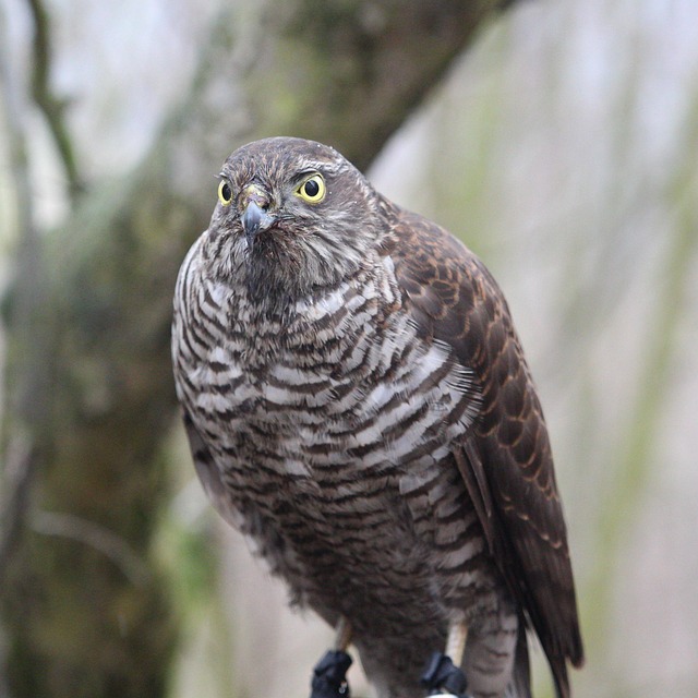 Free Hawk Bird Of Prey photo and picture