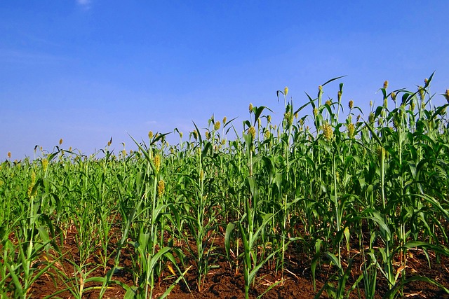 40+ Free Sorghum & Jowar Images - Pixabay