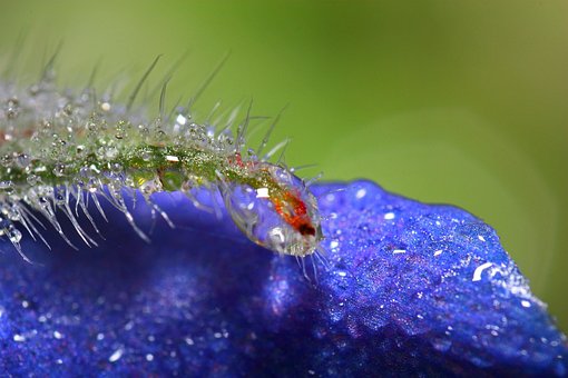 Macro, Dauwdruppel, Plant, Natuur, Dauw